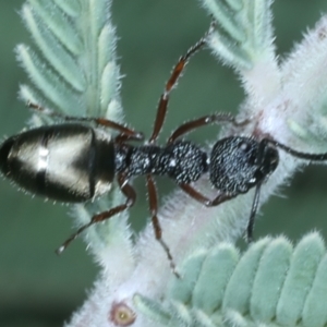 Dolichoderus scabridus at Tennent, ACT - 29 Dec 2021