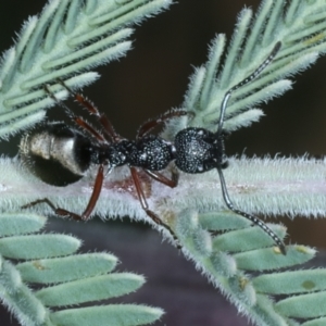 Dolichoderus scabridus at Tennent, ACT - 29 Dec 2021 12:33 PM