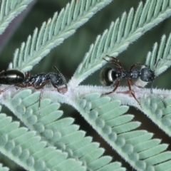 Dolichoderus scabridus at Tennent, ACT - 29 Dec 2021