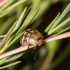 Paropsis pictipennis (Tea-tree button beetle) at Stromlo, ACT - 31 Dec 2021 by Roger