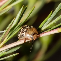 Paropsis pictipennis (Tea-tree button beetle) at Uriarra Recreation Reserve - 30 Dec 2021 by Roger