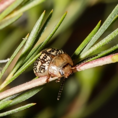 Paropsis pictipennis (Tea-tree button beetle) at Stromlo, ACT - 31 Dec 2021 by Roger