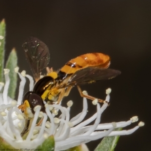 Sphaerophoria macrogaster at Stromlo, ACT - 31 Dec 2021 10:16 AM