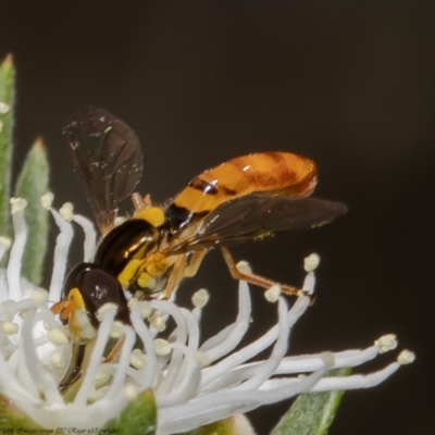 Sphaerophoria macrogaster (Hover Fly) at Stromlo, ACT - 31 Dec 2021 by Roger