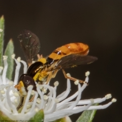 Sphaerophoria macrogaster (Hover Fly) at Stromlo, ACT - 30 Dec 2021 by Roger