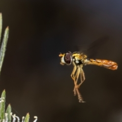 Sphaerophoria macrogaster at Stromlo, ACT - 31 Dec 2021