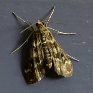 Hygraula nitens at Numeralla, NSW - 30 Dec 2021