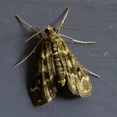 Hygraula nitens (Pond Moth) at Numeralla, NSW - 30 Dec 2021 by Steve_Bok