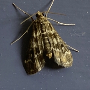 Hygraula nitens at Numeralla, NSW - 30 Dec 2021