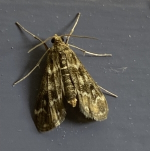 Hygraula nitens at Numeralla, NSW - 30 Dec 2021