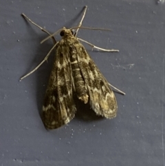 Hygraula nitens at Numeralla, NSW - 30 Dec 2021