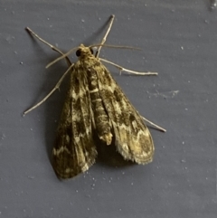 Hygraula nitens at Numeralla, NSW - 30 Dec 2021