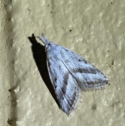 Nola paromoea (Divided Tuft-moth) at Numeralla, NSW - 30 Dec 2021 by Steve_Bok