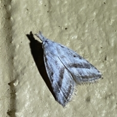 Nola paromoea (Divided Tuft-moth) at Numeralla, NSW - 30 Dec 2021 by Steve_Bok