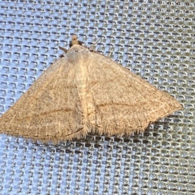 Taxeotis endela (Looper or geometer moth) at Numeralla, NSW - 30 Dec 2021 by Steve_Bok