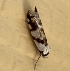 Oxythecta alternella at Numeralla, NSW - 31 Dec 2021