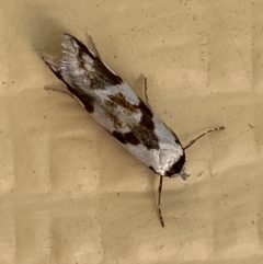 Oxythecta alternella at Numeralla, NSW - suppressed