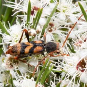 Aridaeus thoracicus at Stromlo, ACT - 31 Dec 2021 11:21 AM