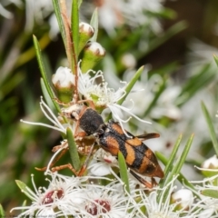 Aridaeus thoracicus at Stromlo, ACT - 31 Dec 2021 11:21 AM