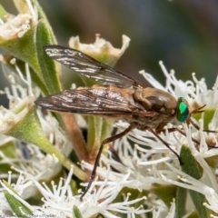 Ectenopsis sp. (March fly) at Stromlo, ACT - 30 Dec 2021 by Roger