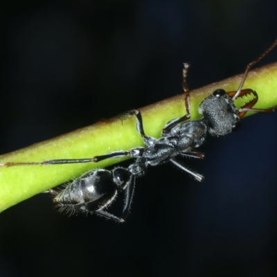 Myrmecia pyriformis (A Bull ant) at Namadgi National Park - 29 Dec 2021 by jbromilow50
