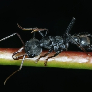 Myrmecia pyriformis at Tennent, ACT - 29 Dec 2021