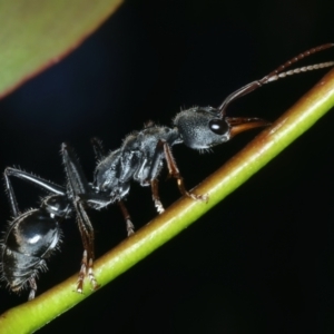 Myrmecia pyriformis at Tennent, ACT - 29 Dec 2021