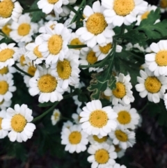 Tanacetum parthenium at Bruce, ACT - 31 Dec 2021