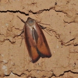 Ptyoptila matutinella at Wanniassa, ACT - 30 Dec 2021