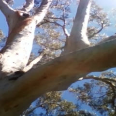 Trichosurus vulpecula at Yarralumla, ACT - 29 Nov 2021