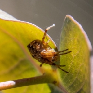 Araneus hamiltoni at Tennent, ACT - 29 Dec 2021