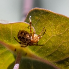 Araneus hamiltoni at Tennent, ACT - 29 Dec 2021 11:31 AM