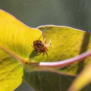 Araneus hamiltoni at Tennent, ACT - 29 Dec 2021