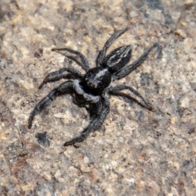 Ocrisiona leucocomis (White-flecked Crevice-dweller) at Tennent, ACT - 28 Dec 2021 by SWishart