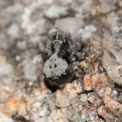 Euophryinae sp.(Undescribed) (subfamily) (A jumping spider) at Tennent, ACT - 28 Dec 2021 by SWishart
