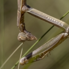 Unidentified Praying mantis (Mantodea) at Stromlo, ACT - 20 Dec 2021 by trevsci