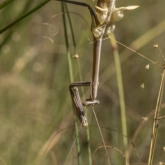 Tenodera australasiae at Stromlo, ACT - 21 Dec 2021 10:33 AM