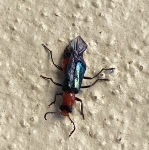 Melyridae (family) at Numeralla, NSW - 31 Dec 2021