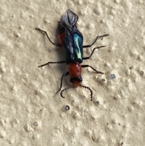 Melyridae (family) at Numeralla, NSW - 31 Dec 2021