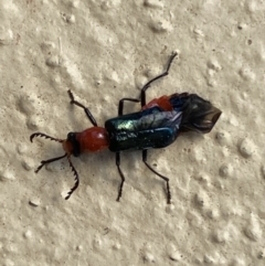 Melyridae (family) at Numeralla, NSW - 31 Dec 2021