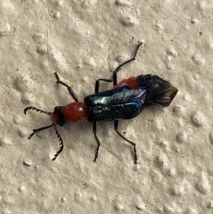 Melyridae (family) at Numeralla, NSW - 31 Dec 2021