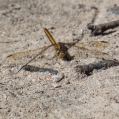 Diplacodes haematodes (Scarlet Percher) at Tennent, ACT - 28 Dec 2021 by SWishart