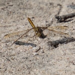 Diplacodes haematodes at Tennent, ACT - 29 Dec 2021