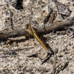 Diplacodes haematodes at Tennent, ACT - 29 Dec 2021 09:48 AM