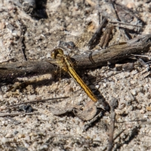 Diplacodes haematodes at Tennent, ACT - 29 Dec 2021 09:48 AM