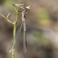 Austroargiolestes icteromelas (Common Flatwing) at Tennent, ACT - 29 Dec 2021 by SWishart