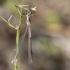 Austroargiolestes icteromelas (Common Flatwing) at Tennent, ACT - 28 Dec 2021 by SWishart