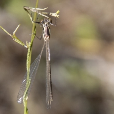 Austroargiolestes icteromelas (Common Flatwing) at Tennent, ACT - 29 Dec 2021 by SWishart