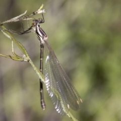 Austroargiolestes icteromelas at Tennent, ACT - 29 Dec 2021 09:52 AM