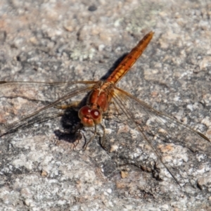 Diplacodes haematodes at Tennent, ACT - 29 Dec 2021 09:54 AM